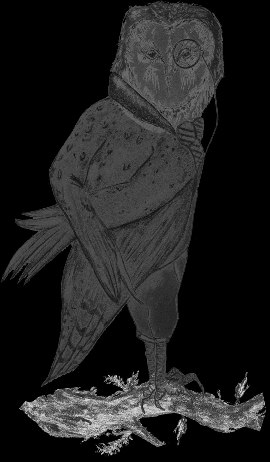 Pencil illustration of the Canning's owl wearing a monocle, perched on a branch
